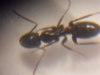 Camponotus sp vista desde arriba