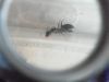 darlatan desconocida