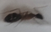 Posible Camponotus atriceps reina