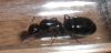 Campo1
