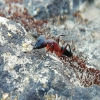 Camponotus Major