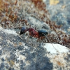 Camponotus Major