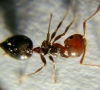 Camponotus Micans