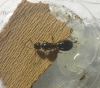 Camponotus