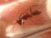Camponotus ?