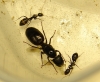 Camponotus barbaricus 4
