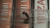 camponotus