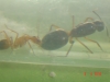 !Camponotus sp.1