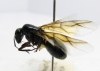 Camponotus Reina
