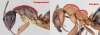 Camponotus/formica