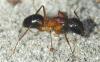 Camponotus 1