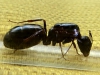g015