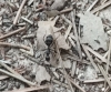 hormiga para identificar 2