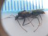 Camponotus?