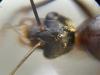 Camponotus?