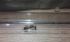 camponotus argentina