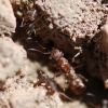 Camponotus ?  4/4