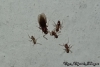 Nylanderia fulva