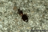 Nylanderia fulva