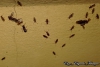 Nylanderia fulva