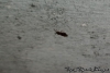 Nylanderia fulva