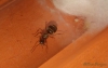 Nylanderia fulva