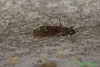 Nylanderia fulva