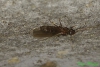 Nylanderia fulva