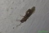 Nylanderia fulva