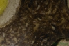 Nylanderia fulva