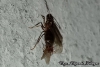 Nylanderia fulva