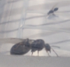 Ayuda para clasificar hormiga