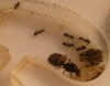 Lasius sp. 3 - Radio