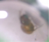lasius 3