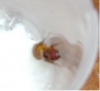 lasius 6