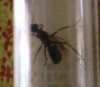 Cataglyphis?