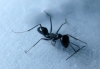 cataglyphis