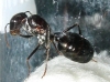 reina cata