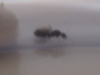 �camponotus fallax?