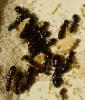 Camponotus