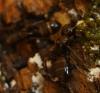 Camponotus