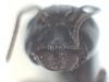 frontal
