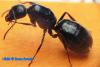 reina Camponotus fallax