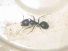 camponotus?�