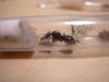 Camponotus foreli