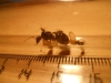 camponotus Foreli?