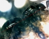 medida reina camponotus sp.