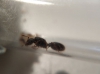 Identificacion 02