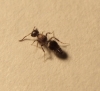 ¿¿esto es una hormiga??