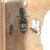 Unknown 2